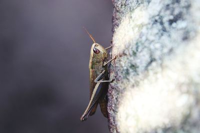 Close-up of insect on rock