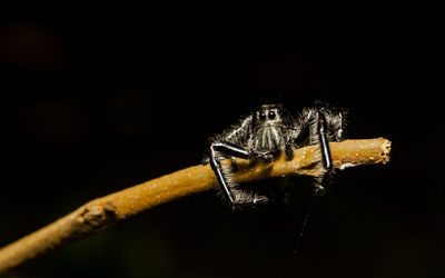 Close-up of spider against black background