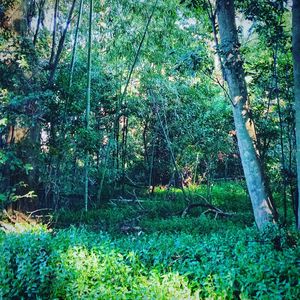 Trees in forest