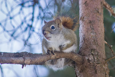 Close-up of squirrel on tree