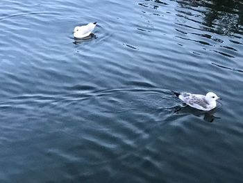 High angle view of duck swimming in lake