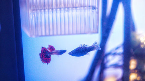 Close-up of fish swimming in sea