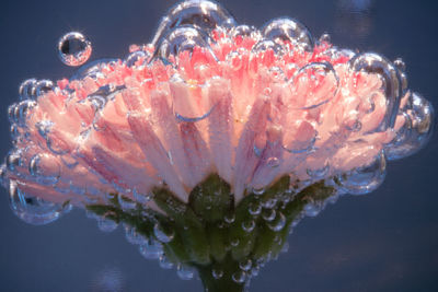 Close-up of pink flower