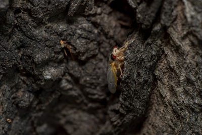 Close-up of insect on tree trunk