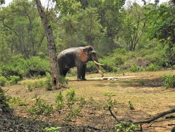 Elephant standing in a forest