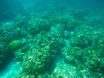 Man swimming in sea