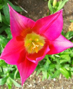 Close-up of pink flower blooming outdoors