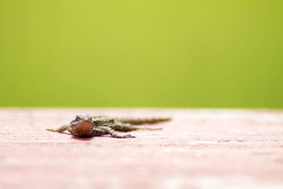 Close-up of lizard