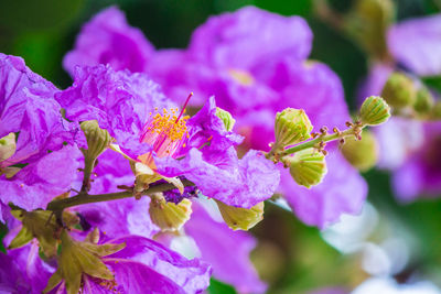 Close-up of insect on purple flowering plant