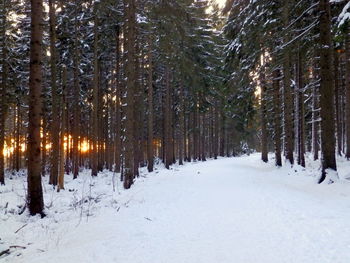 Snow covered pine trees in forest