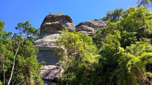 Scenic view of forest against sky