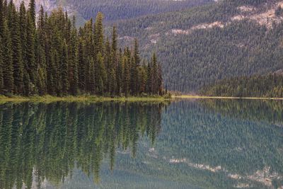 Panoramic view of pine trees by lake in forest