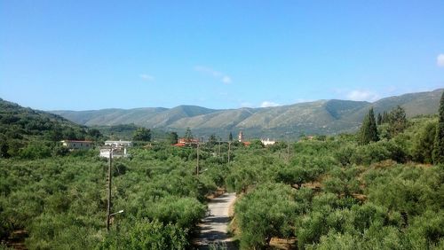 Scenic view of vineyard against clear sky