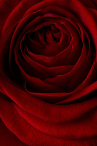 Close-up of red rose