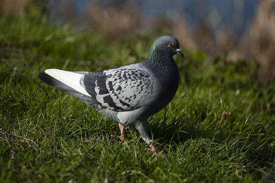 Wild pigeon in blessington park in dublin