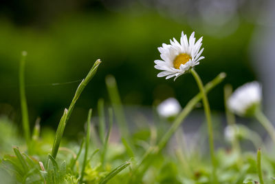 Close-up of white flowering plant on field