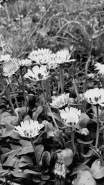 High angle view of flowering plant on field