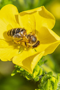 Close-up of bee pollinating on yellow flower