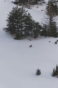 snow