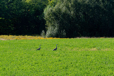 View of birds on grassy field