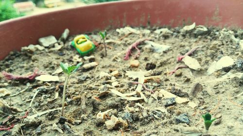 Surface level of leaf