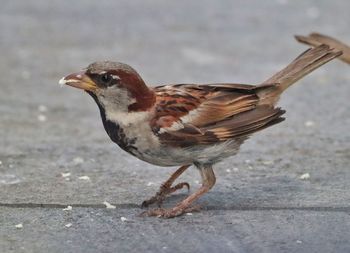 Close-up of bird perching