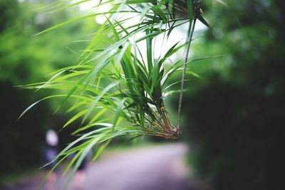 Close-up of lizard on plant