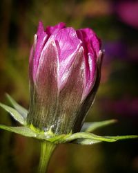 Close-up of pink flower