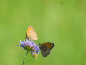 Close-up of butterfly pollinating on purple flower