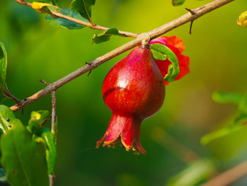 Close-up of red fruit hanging on plant