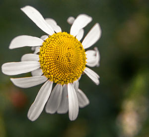 Close-up of white daisy flower