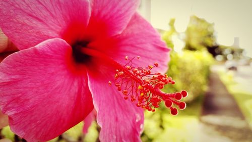 Close-up of red flowers