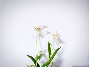 Close-up of white flowers over white background
