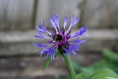 Close-up of insect on purple flower