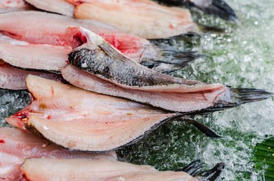 High angle view of fish for sale