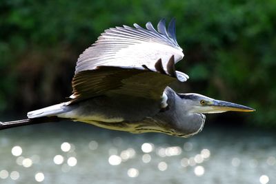 Close-up of a bird flying