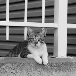Portrait of cat sitting on the street 