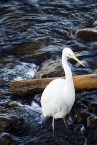 Close-up of white bird perching on rock in lake