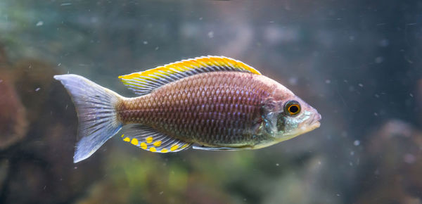 Close-up of fish swimming in sea