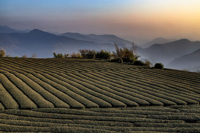 Tea garden and mountains scenery in fog at sunset