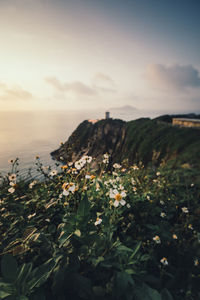 Scenic view of sea and plants against sky