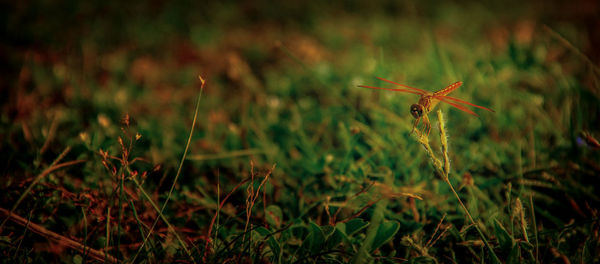 Close-up of lizard on field