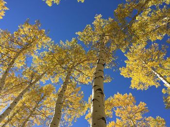 Low angle view of tree against blue sky