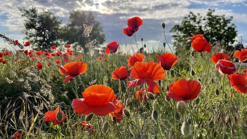 Close-up of red poppy flowers in field