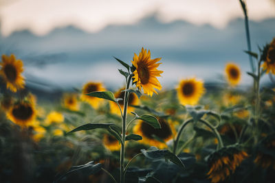 Close-up of yellow flowering plants on field