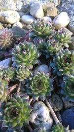 High angle view of succulent plants