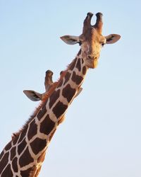 Low angle view of giraffe against clear sky