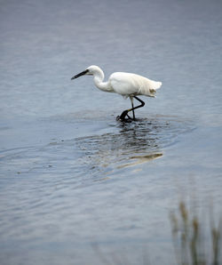 White duck in a lake