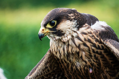 Close-up of a bird