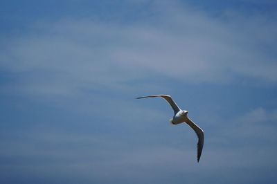 Bird flying over water against sky